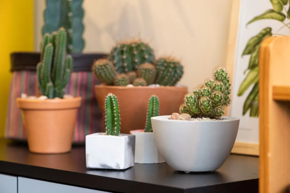 8 dicas de como cuidar de suculentas e cactos